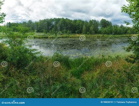 Woodland Bog Forest Green River Clouds Sky Summertime Stock Image