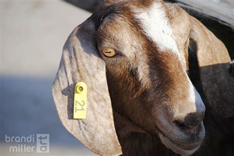 Goat Eyes Photo By Brandi Miller Goats Photos Of Eyes Cute Animals