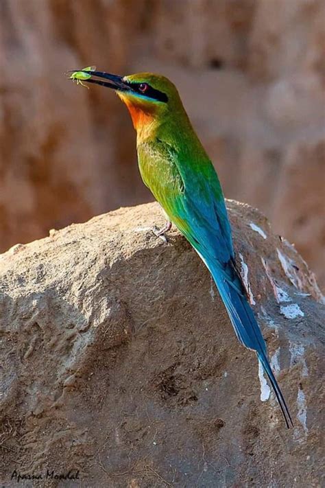 Blue Tailed Bee Eater Photographed In Durgapur West Bengal India