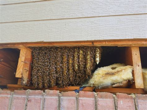 1 Best Bee Removal Service Company Near Me Southeast Bee Removal