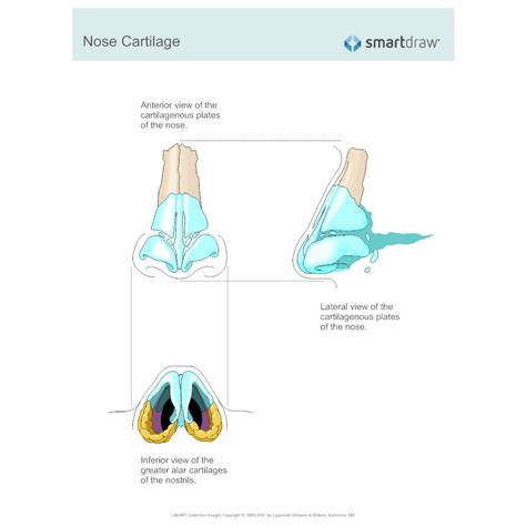 Nose Cartilage