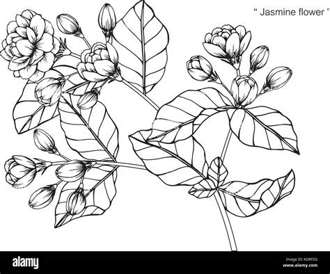 Jasmine Flower Line Drawing Vector Zohal