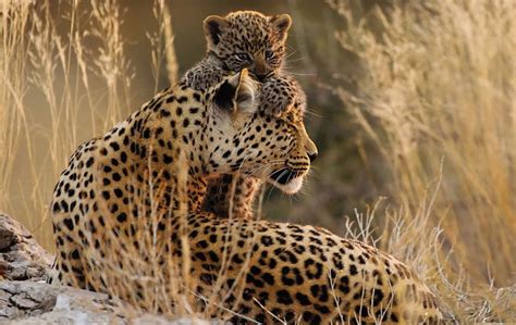 Top South African Wildlife Photographers Of 2017 Outdoorphoto Blog