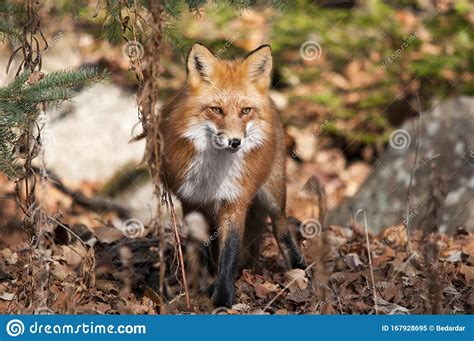 Red Fox Stock Photo Fox In The Forest With Nature Background Bokeh