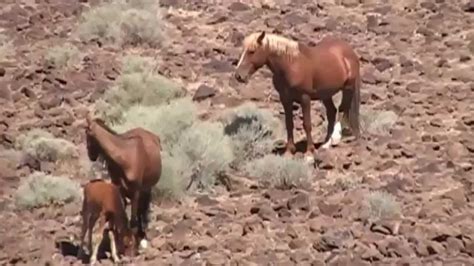 The Wild Horses Of The Virginia City Highlands Youtube