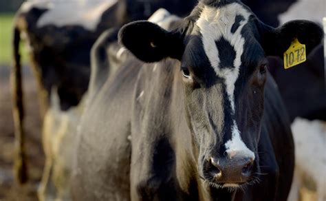 Silage Rocket Fuel For Cows Pursuit By The University Of Melbourne