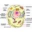 Biology Cell Structure And Functions