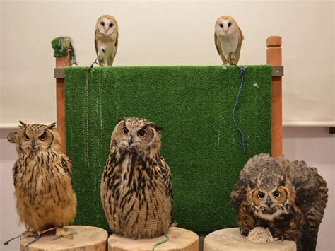 Owl Cafe Tokyo A Crazy Experience You Have To Try In Japan