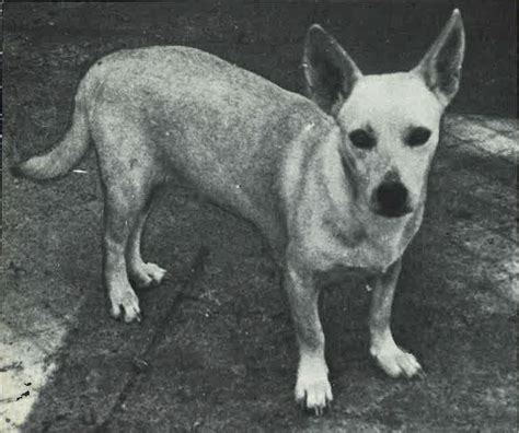 The History Of Hawai‘i Hawaiian Poi Dogs Of Old Polynesia