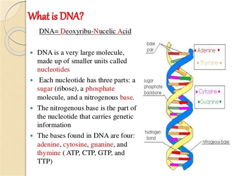 The genes make up the sequences of dna (genotypes). Recombinant dna technology (1) (1)