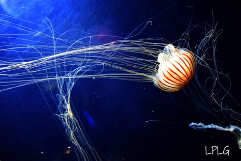 Jellyfish Fish Pet Pets Animals