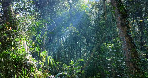 Free Photo Tropical Rainorest Scene Rays Stream Spring Free Download Jooinn