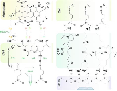 Proposed Chemical Interactions Underlying The Improved Ic Method Left