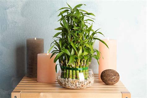 How To Grow Lucky Bamboo Houseplants Dracaena Sanderiana