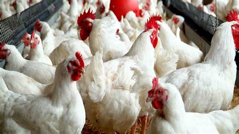 Poultry Farming In Malaysia Poultry Farming In Odisha Part 2