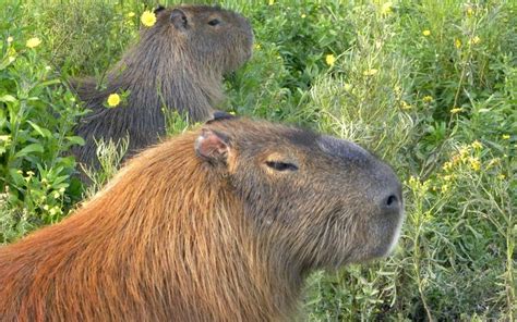 Capybaras At The Natural Flora And Fauna Reserve In Uruguay By Jeanine