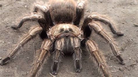 Huge Tarantula Youtube