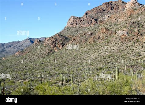 A Forest Of Giant Saguaro Cacti Dominate The Landscape In Saguaro