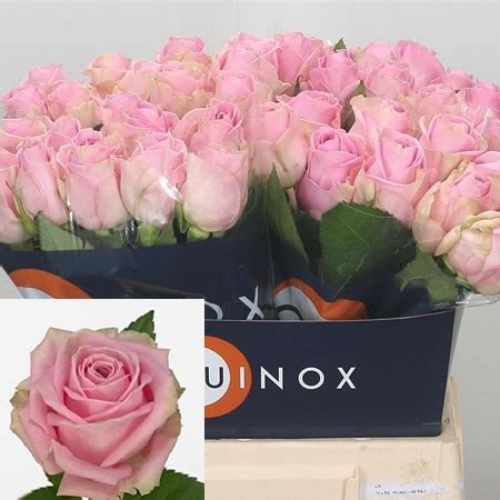 Rose Heidi 50cm Wholesale Dutch Flowers Florist Supplies UK