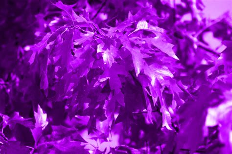 Purple Leaves Wallpapers High Quality Download Free