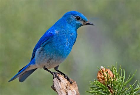 Idaho State Bird Mountain Bluebird