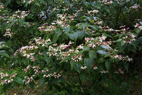 Clerodendrum Trichotomum Harlequin Glorybower Peanut Butter Tree