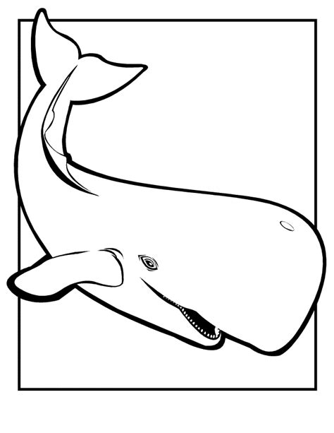 Coloring Pages For Whales