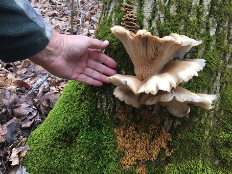 Fall And Winter Mushrooms In Ky Page 8 Kentucky Hunting