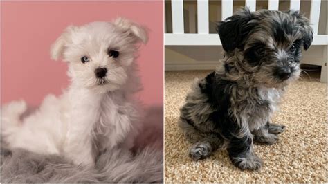 Maltese Vs Maltipoo With Pictures Included Colors Coat Behavior
