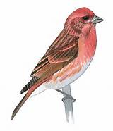House Finch Drawing Photos