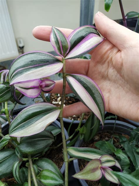 Tradescantia Varieties 9 Of The Best You Can Choose From