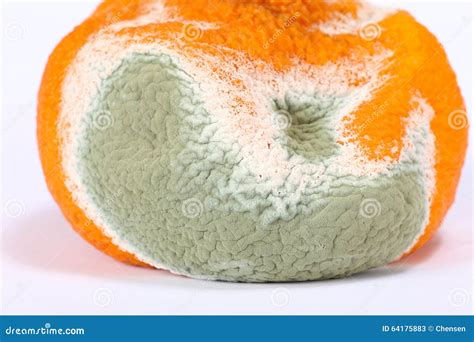 Moldy Rotten Orange Stock Image Image Of Foul Mold 64175883
