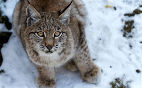 Wallpaper Eyes Snow Wildlife Whiskers Lynx Wild Cat Bobcat