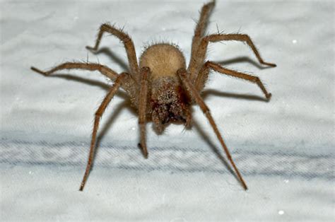 Large Spiders In Alabama Wolf Spider