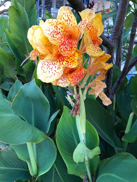 Luckily, we did the work for you. Canna lily #Flowering #Perth #January (With images ...