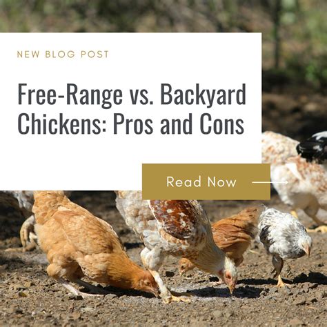 Free Range Vs Backyard Chickens Pros And Cons Backyard Barnyard