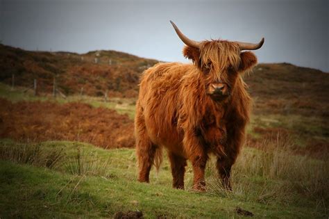 Highland Cow3 Scottish Highland Cow Highland Cattle Highland Cow