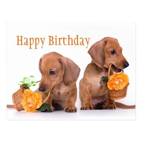 I loved it. —nick hornby, new york times bestselling author of just like you Dachshund Birthday Postcard | Zazzle.com