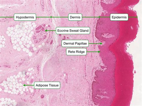 Histology Of Skin Lab