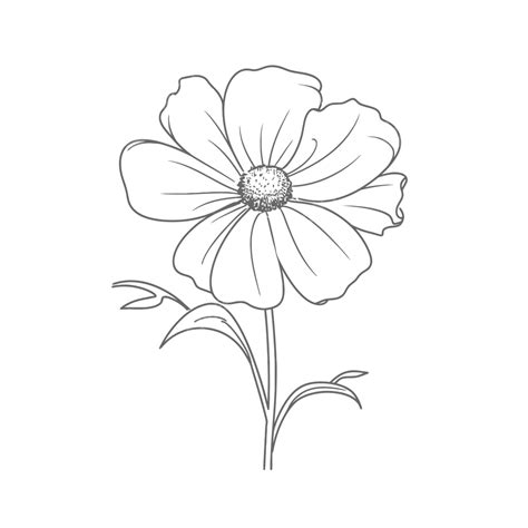 Picture Of An Outline Flower Sketch Drawing Vector, Cosmos Flower