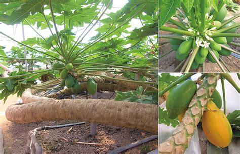 The resulting mangoes are absolutely delicious. May's Recipe: Enjoy Mango and Papaya | Japan Fruits ...