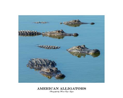 American Alligators Photograph By Maresa Pryor Luzier Fine Art America