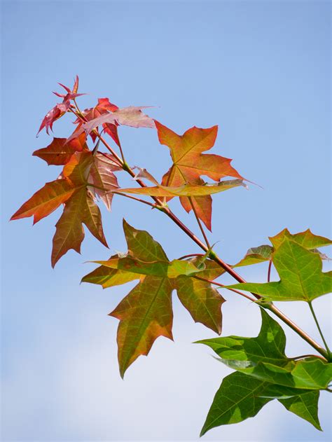 Acer Truncatum Pacific Sunset Warrenred Acer Truncatum Pacific