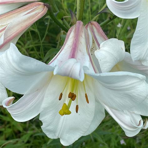 Lilium Regale Harley Nursery