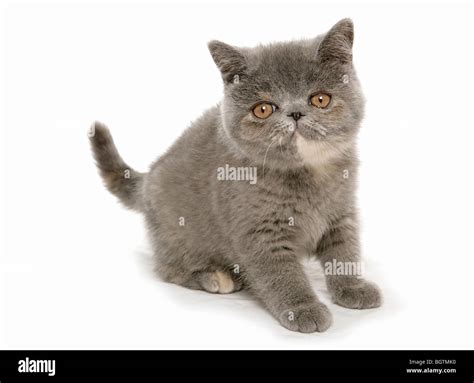 Exotic Shorthair Cat Kitten Cut Out Stock Photo Alamy