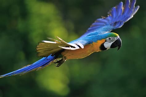 Psittacidae (african and neotropical parrots). Flying Blue-and-yellow Macaw - Ara Ararauna - Pet Yak