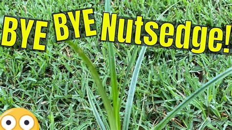 How To Kill Nutsedge In Bermuda Grass Lawn Youtube
