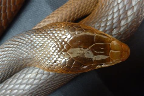 Coastal Taipan Facts And Pictures