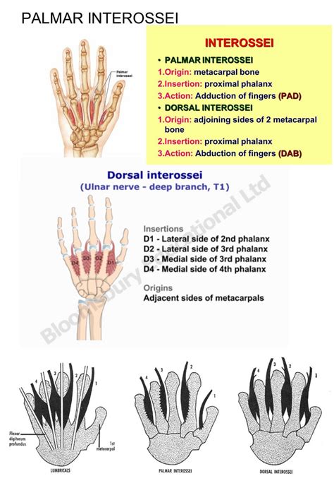 Interossei Palmar Dorsal Medical Facts Anatomy Hand Therapy
