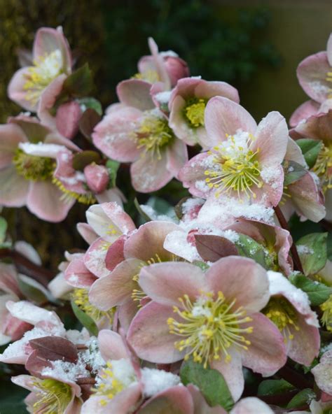 15 Best Winter Flowers Thatll Add Color To Your Garden In 2020